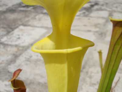 Sarracenia flava 'Goldie'